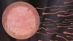 Genética e Reprodução Humana